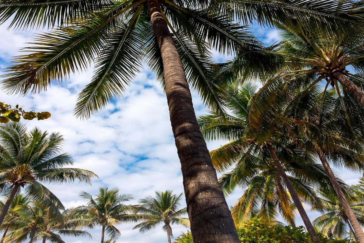 Editorial policy and content standards of Miami The Hype